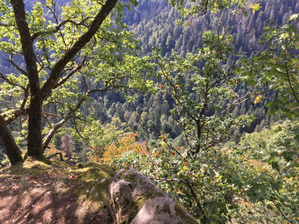 Genießerpfad Rappenfelsensteig