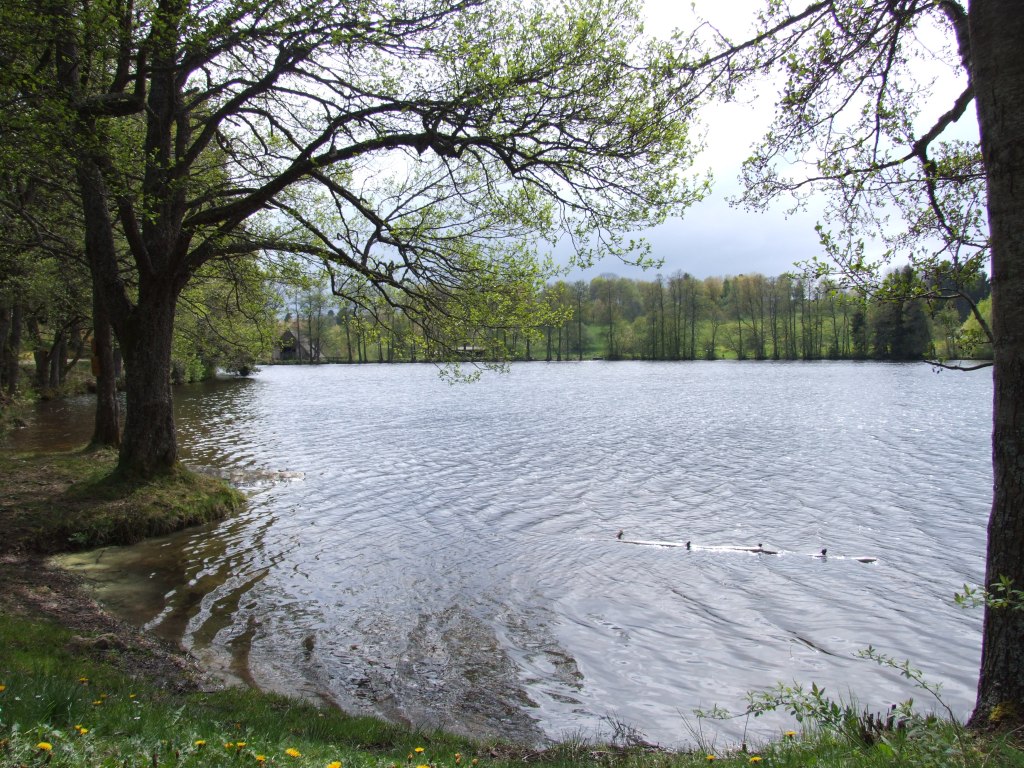 Naturerlebnispfad Schlühüwanapark in Rothaus