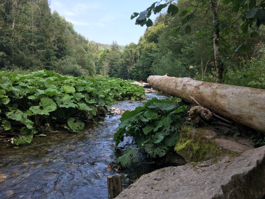 Gauchachschlucht